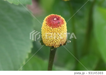 オランダセンニチの花 オランダセンニチの花 93145303