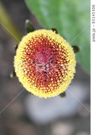 オランダセンニチの花 オランダセンニチの花 93145306