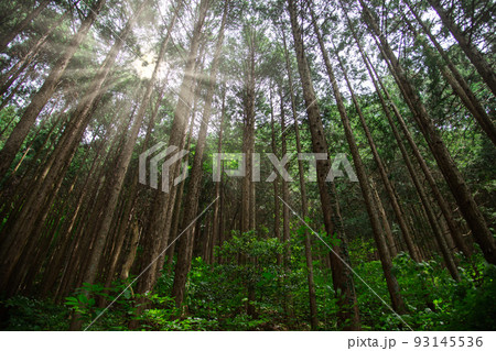 森の光芒 93145536