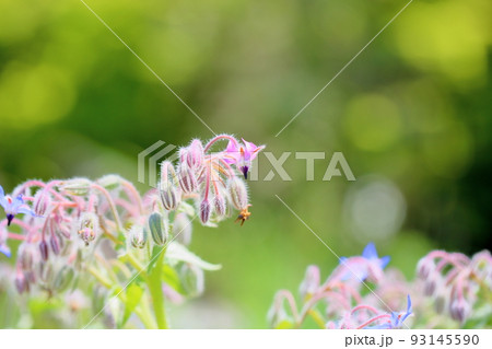 ボリジの花 ボリジの花 93145590