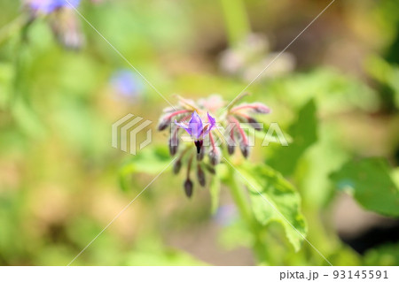 ボリジの花 ボリジの花 93145591