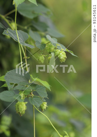 ホップ ホップ 93145611