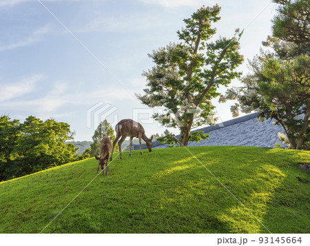 奈良公園の百日紅の花と鹿 93145664