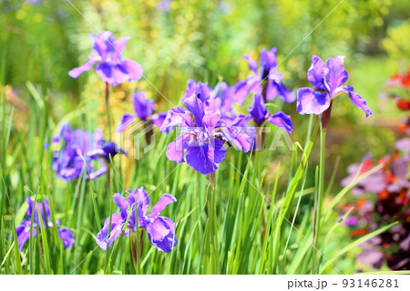 アヤメの花 ブルーパーパル アヤメの花 ブルーパーパル 93146281