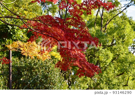 秋晴れの下、見事に色づいた木々の紅葉 秋晴れの下、見事に色づいた木々の紅葉 93146290