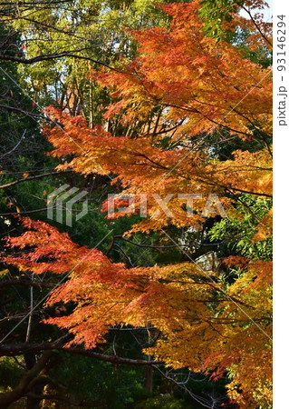 秋晴れの下、見事に色づいた木々の紅葉 93146294