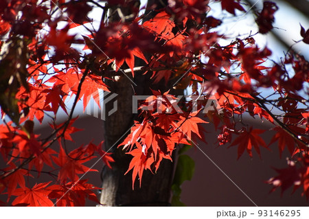 秋晴れの下、見事に色づいた木々の紅葉 93146295