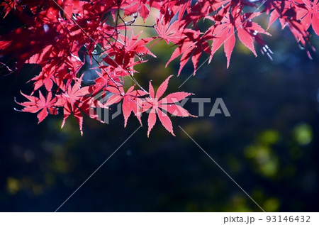 秋晴れの下、見事に色づいた木々の紅葉 93146432