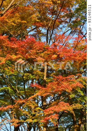 秋晴れの下、見事に色づいた木々の紅葉 秋晴れの下、見事に色づいた木々の紅葉 93146511