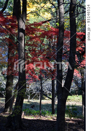 秋晴れの下、見事に色づいた木々の紅葉 93146514