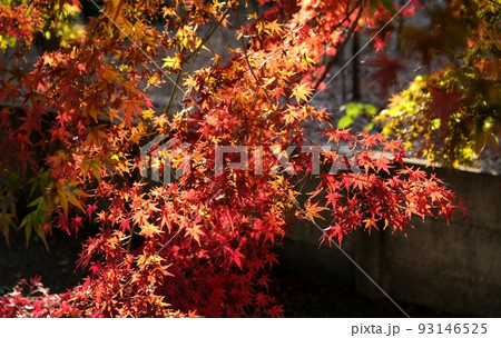 秋晴れの下、見事に色づいた木々の紅葉 秋晴れの下、見事に色づいた木々の紅葉 93146525