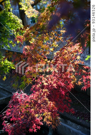 秋晴れの下、見事に色づいた木々の紅葉 秋晴れの下、見事に色づいた木々の紅葉 93146526