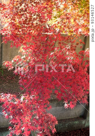 秋晴れの下、見事に色づいた木々の紅葉 秋晴れの下、見事に色づいた木々の紅葉 93146527