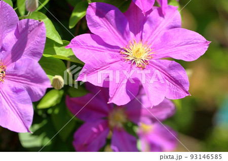 クレマチスの花 クレマチスの花 93146585