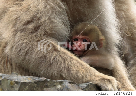 生まれたての赤ちゃんサルです！の写真素材 [93146823] - PIXTA