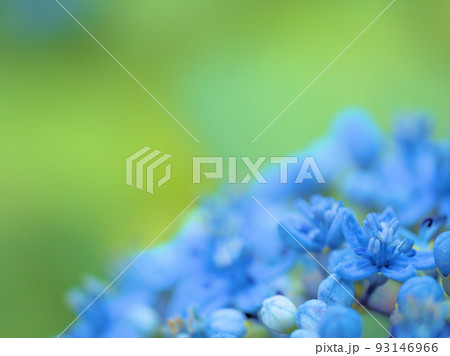 7月に咲いたジョウザンアジサイの花 7月に咲いたジョウザンアジサイの花 93146966