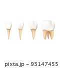 Set of teeth on white background 93147455
