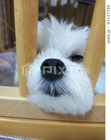 柵から鼻を出す犬 93147586