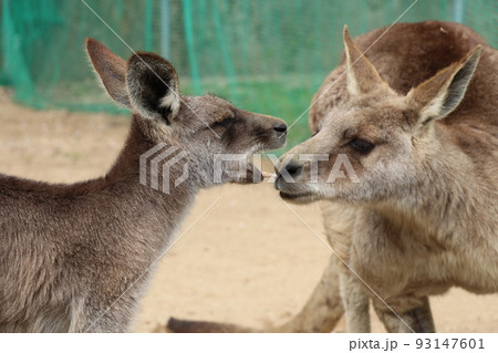 カンガルーの仲良しペア 93147601