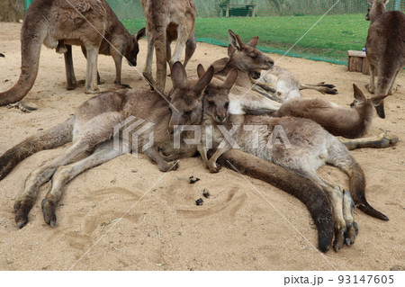 カンガルーの仲良しペア 93147605