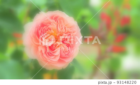 美しく優しいのバラ 美しく優しいのバラ 93148220