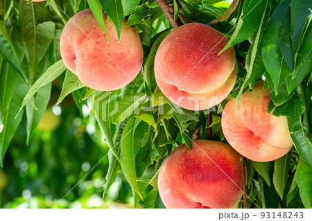 果樹園の新鮮でおいし桃 果樹園の新鮮でおいし桃 93148243