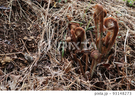 ぜんまい 93148273