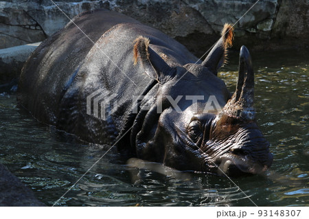 インドサイ インドサイ 93148307