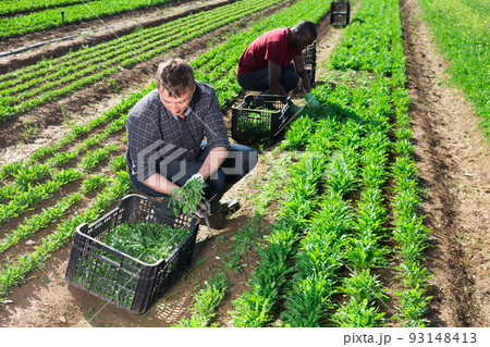 Male farmers picking arugula on leafy vegetables plantation 93148413