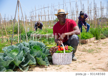 African american man professional gardener posing with harvest African american man professional gardener posing with harvest 93148560