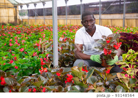 Male African American florist examining begonia seedlings 93148564