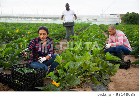 International team of farm workers harvesting zucchini crop International team of farm workers harvesting zucchini crop 93148638