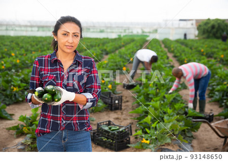Latin american female farmer in a team harvesting zucchini 93148650