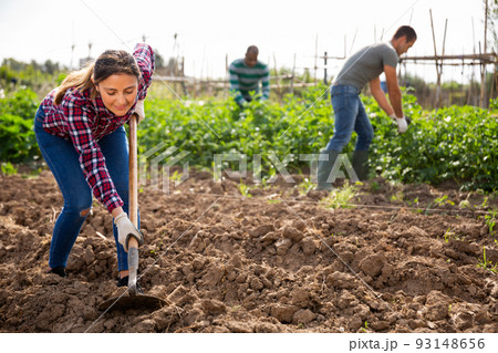 Woman cultivates the soil with hoe on the field 93148656