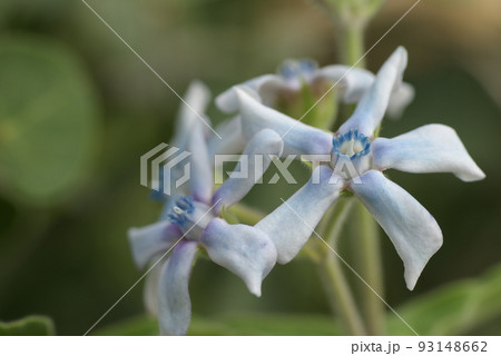 ブルースター(ルリトウワタ,瑠璃唐綿)の星形の花が可憐で美しい 93148662