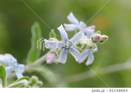 ブルースター(ルリトウワタ,瑠璃唐綿)の星形の花が可憐で美しい ブルースター(ルリトウワタ,瑠璃唐綿)の星形の花が可憐で美しい 93148664