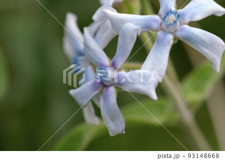 ブルースター(ルリトウワタ,瑠璃唐綿)の星形の花が可憐で美しい 93148668