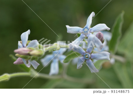 ブルースター(ルリトウワタ,瑠璃唐綿)の星形の花が可憐で美しい ブルースター(ルリトウワタ,瑠璃唐綿)の星形の花が可憐で美しい 93148675