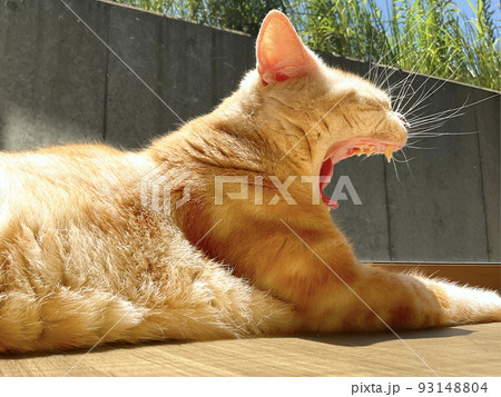 窓辺でひなたぼっこをしてあくびをする猫 93148804