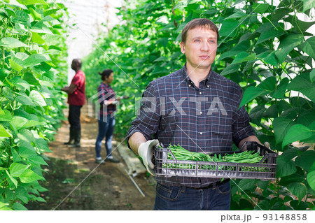 Farmer showing rich harvest of ripe green beans in greenhouse 93148858
