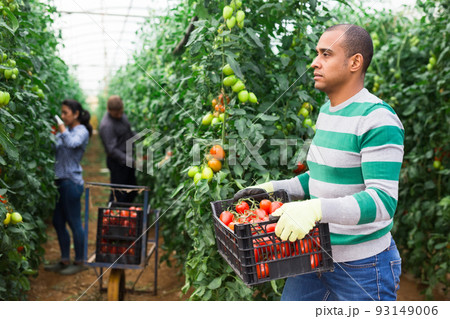 Man latino gardener carrying tomatoes in glasshouse 93149006