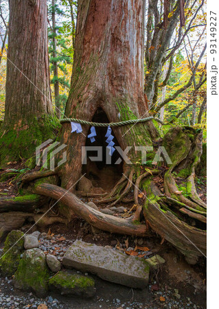 霊験あらたか信州戸隠の秋 戸隠神社奥社杉並木参道 小百合杉 霊験あらたか信州戸隠の秋 戸隠神社奥社杉並木参道 小百合杉 93149227
