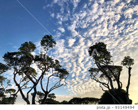 赤道付近の空と木の影 93149494