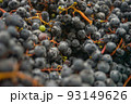 完熟葡萄小公子 93149626