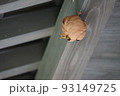 キイロスズメバチの巣 93149725