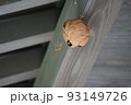 キイロスズメバチ 93149726