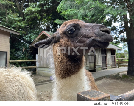 ラマと触れ合うことができる動物園 ラマと触れ合うことができる動物園 93149840