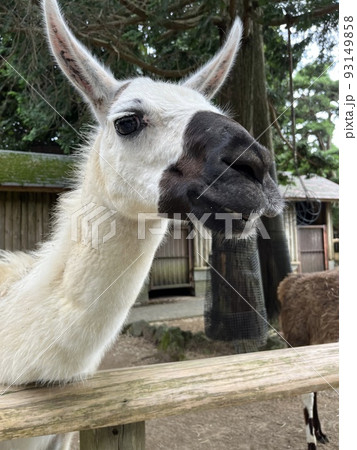 ラマと触れ合うことができる動物園 ラマと触れ合うことができる動物園 93149858