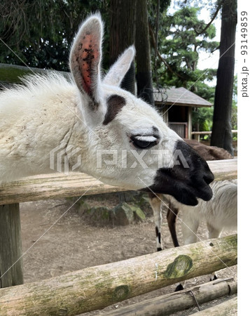 ラマと触れ合うことができる動物園 ラマと触れ合うことができる動物園 93149859