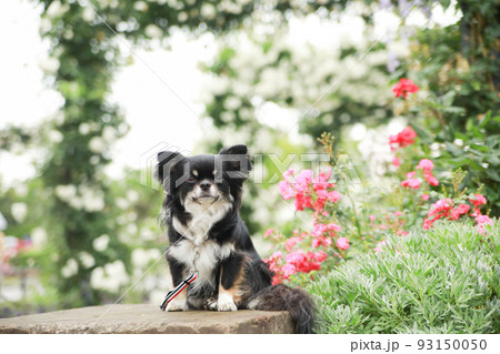薔薇に囲まれた庭園の中でおすわりをするブラックタンのロングコートチワワ  93150050